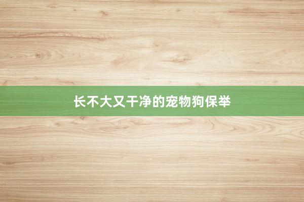 长不大又干净的宠物狗保举
